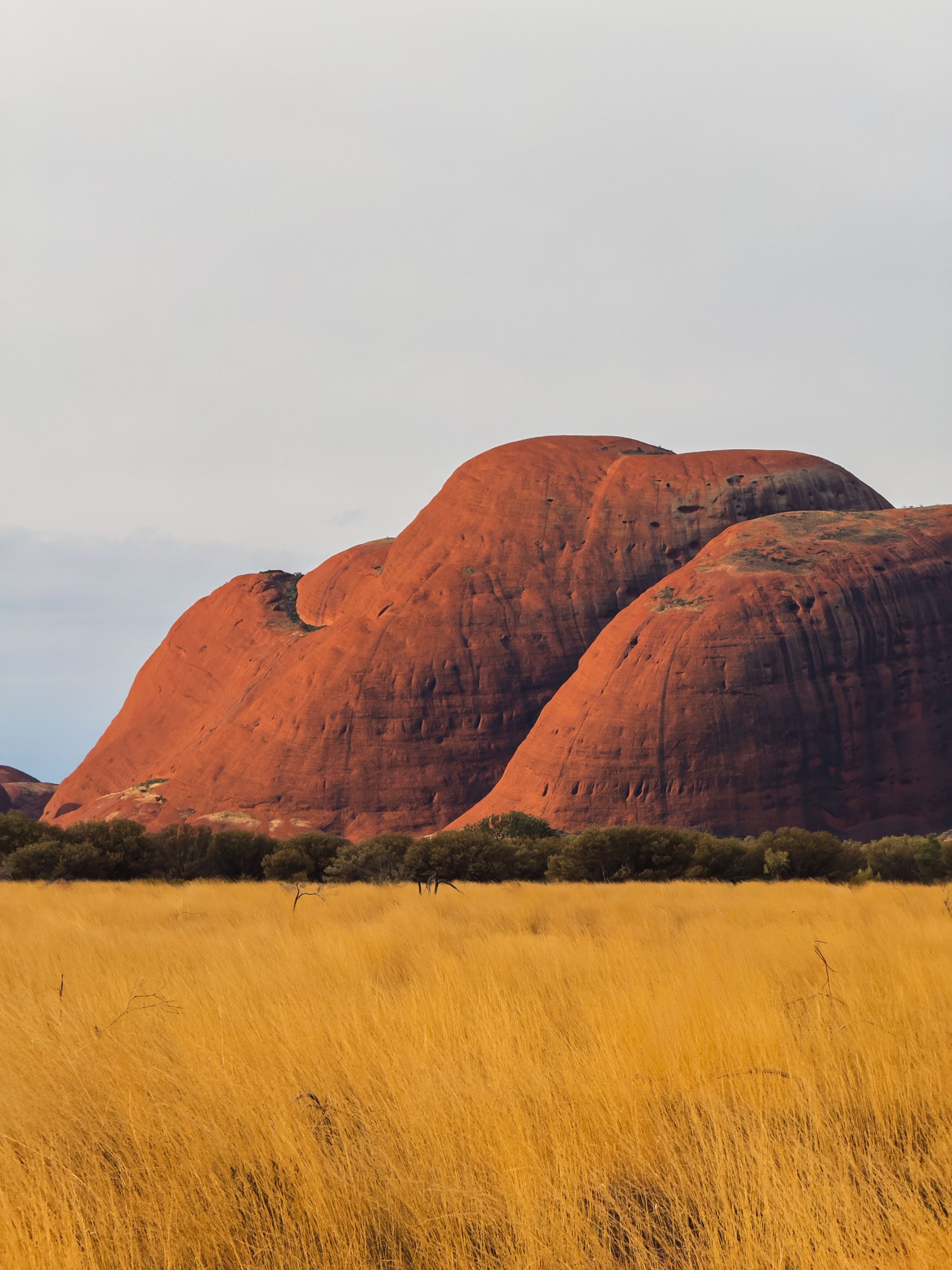 The red domes of Kata Tjuta rising above golden spinifex grassland