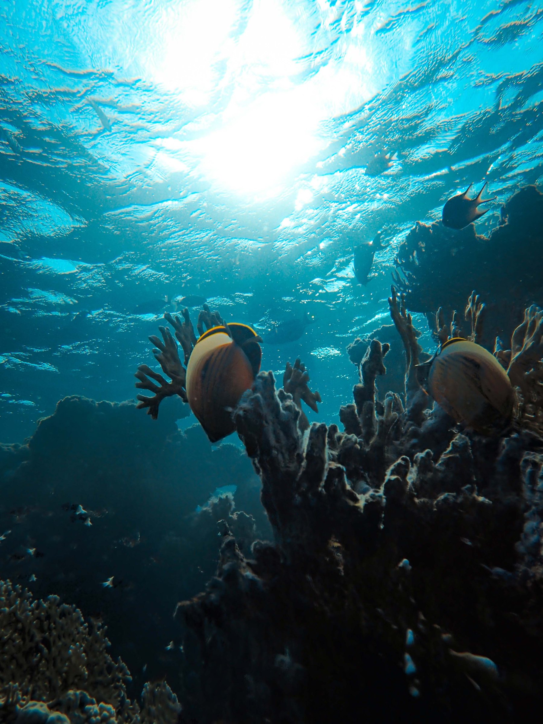Reef fish over coral below sunlit water