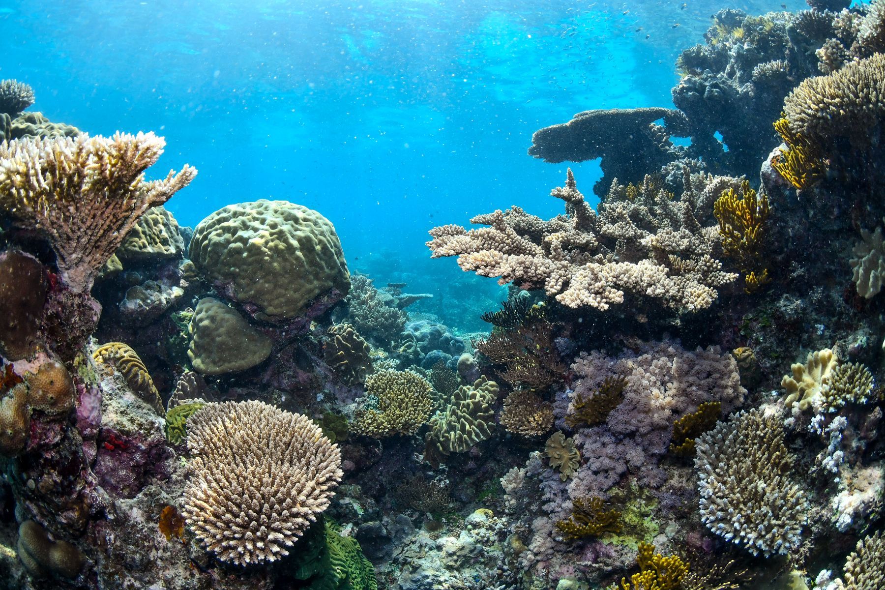 Hard corals and fish on a shallow Australian reef
