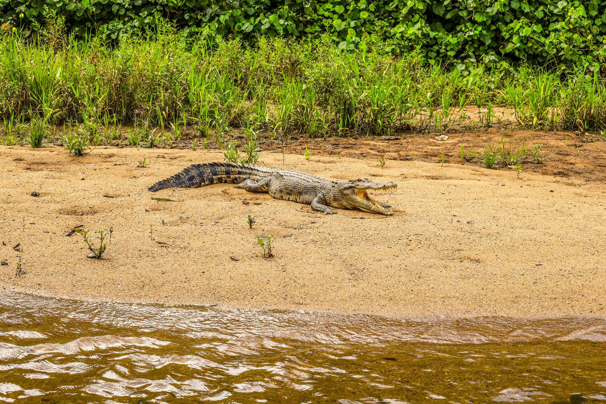 A saltwater crocodile resting on a sandy riverbank in the Daintree