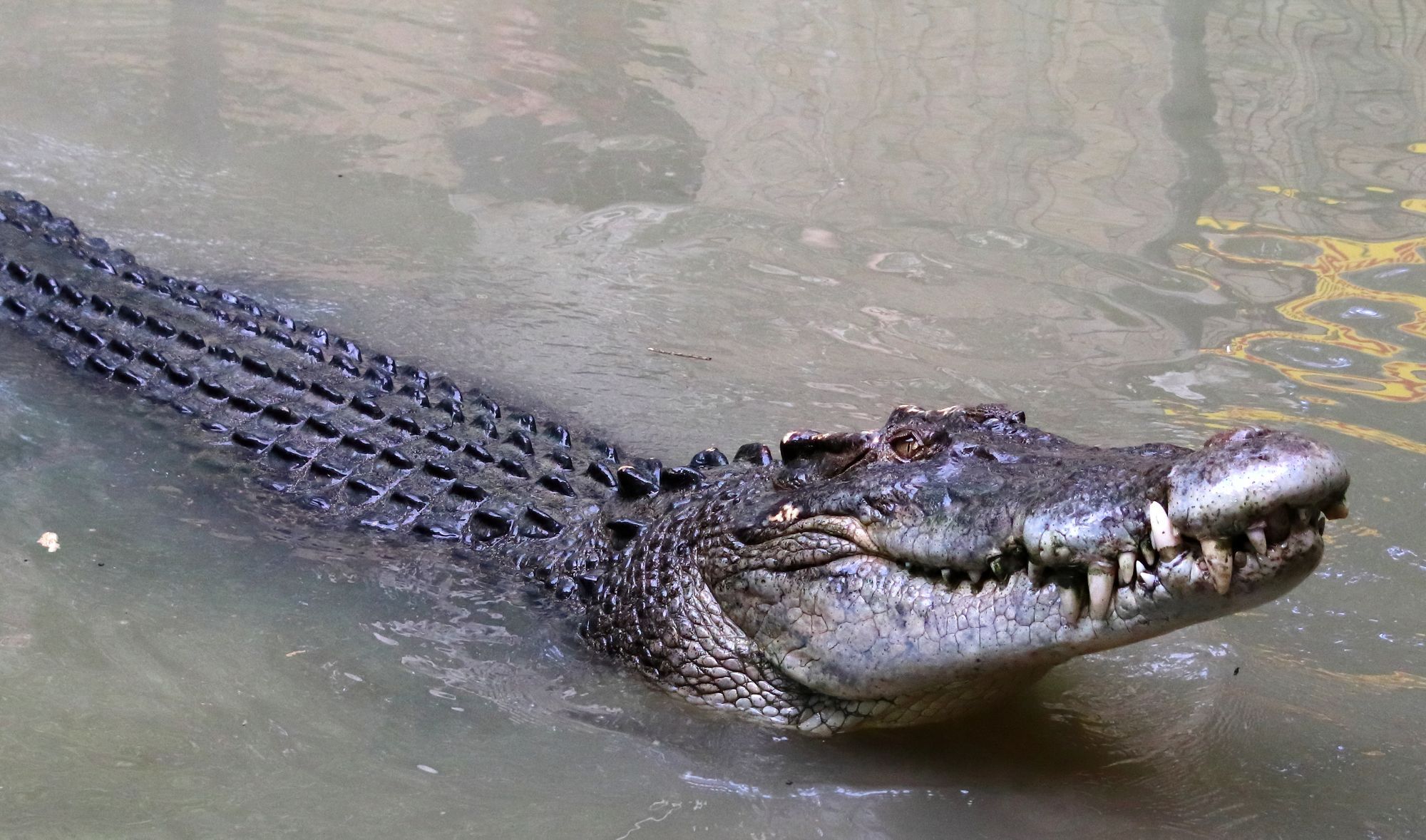 A large saltwater crocodile swimming in Queensland