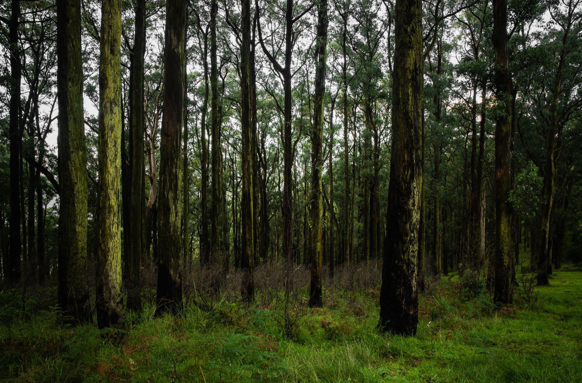 Tall eucalyptus trees in a Victorian forest