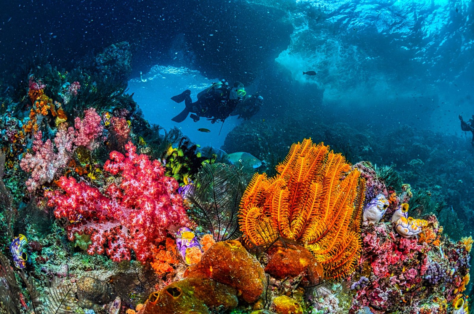 A diver above bright soft corals and feather stars