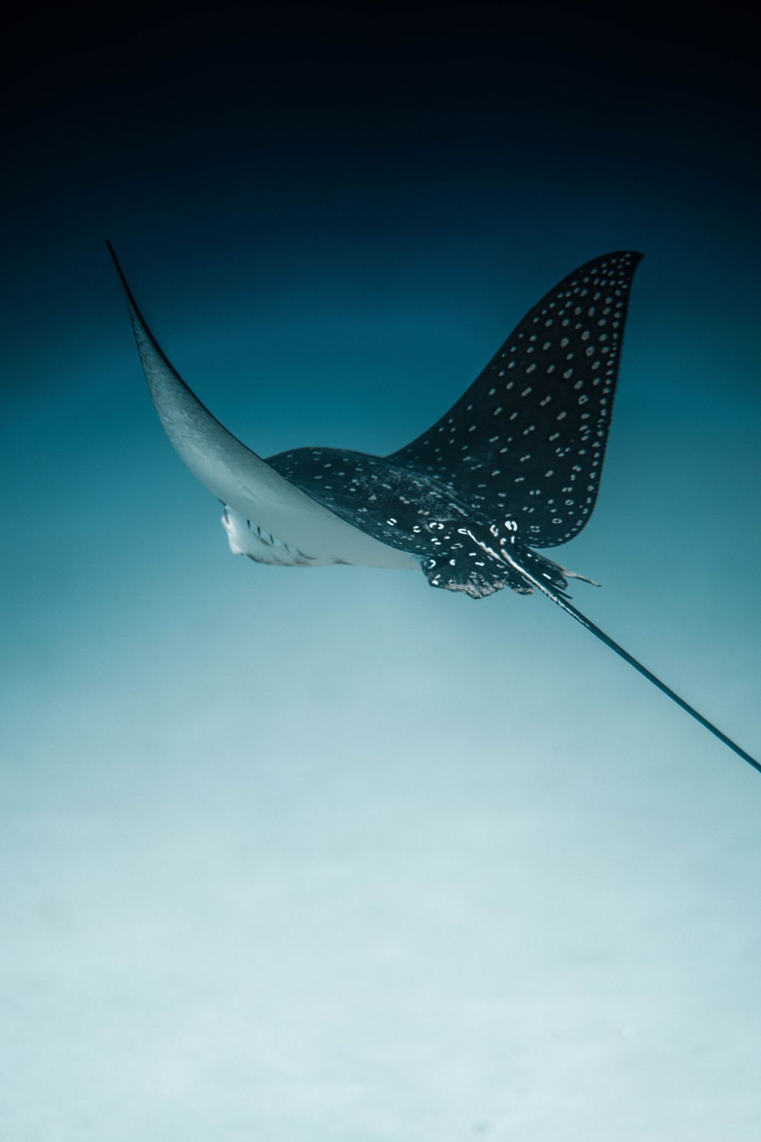 A spotted eagle ray gliding through the water