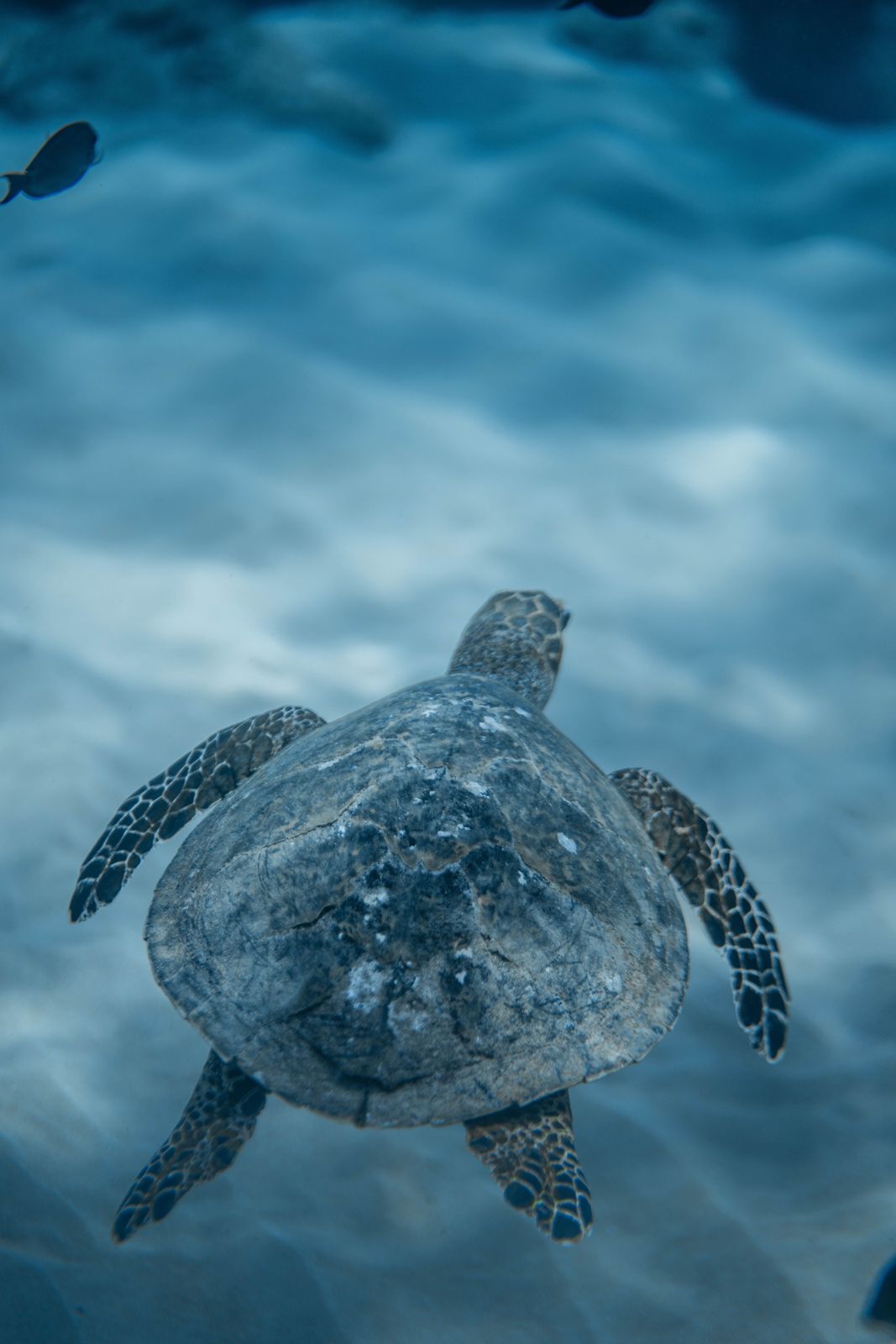A sea turtle gliding over sand and reef