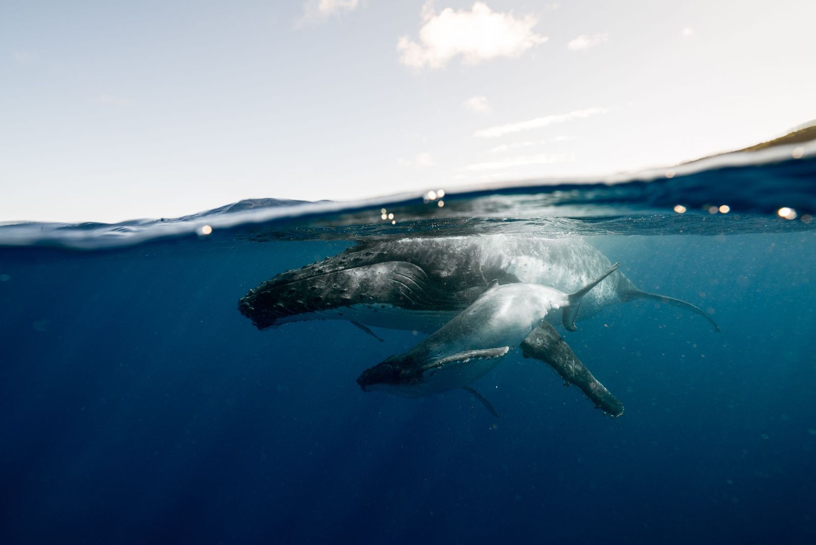 A humpback whale mother and calf at the surface