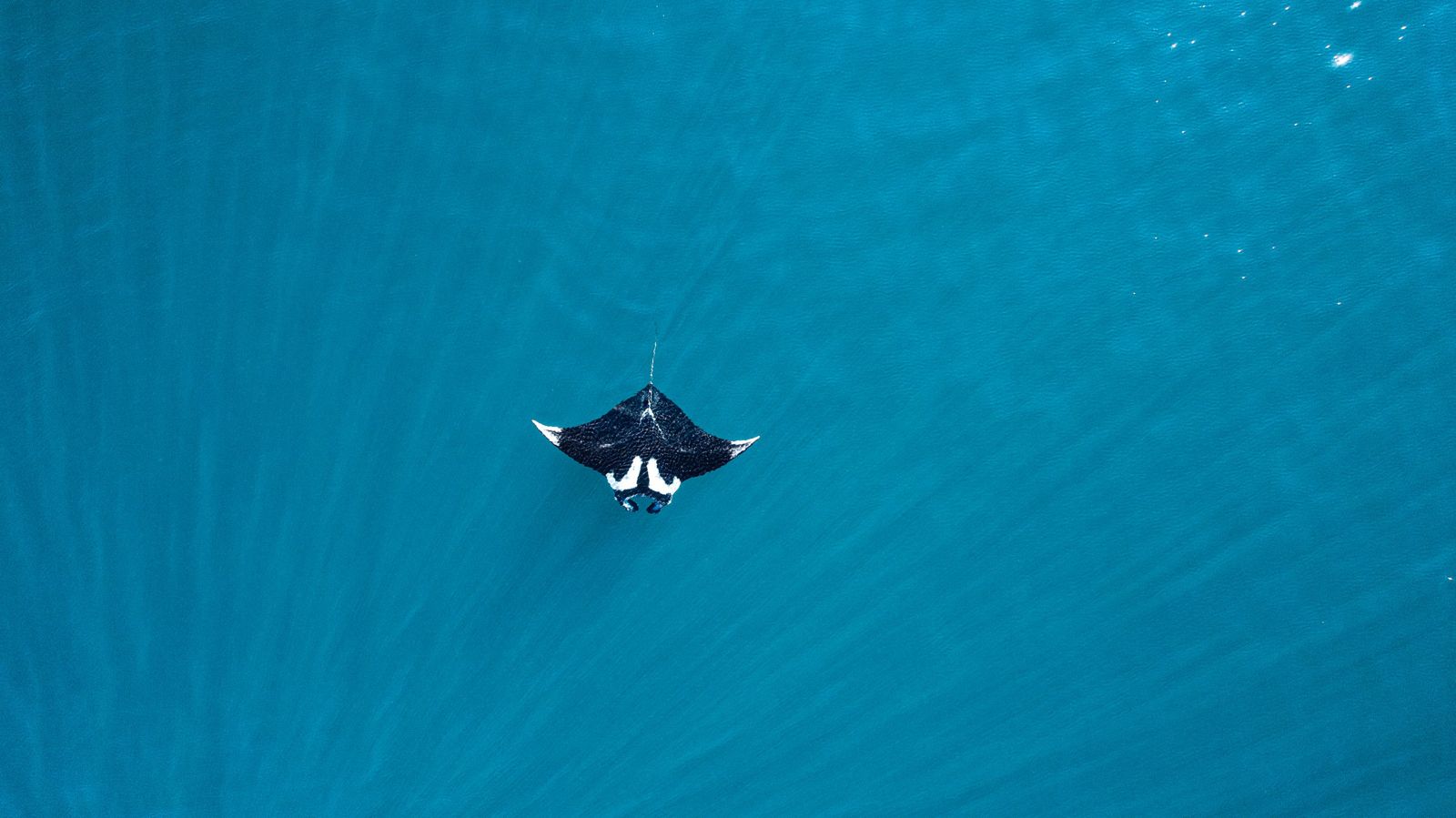 A manta ray swimming near the surface, seen from above