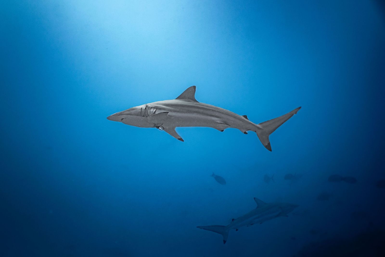 A shark cruising in open blue water