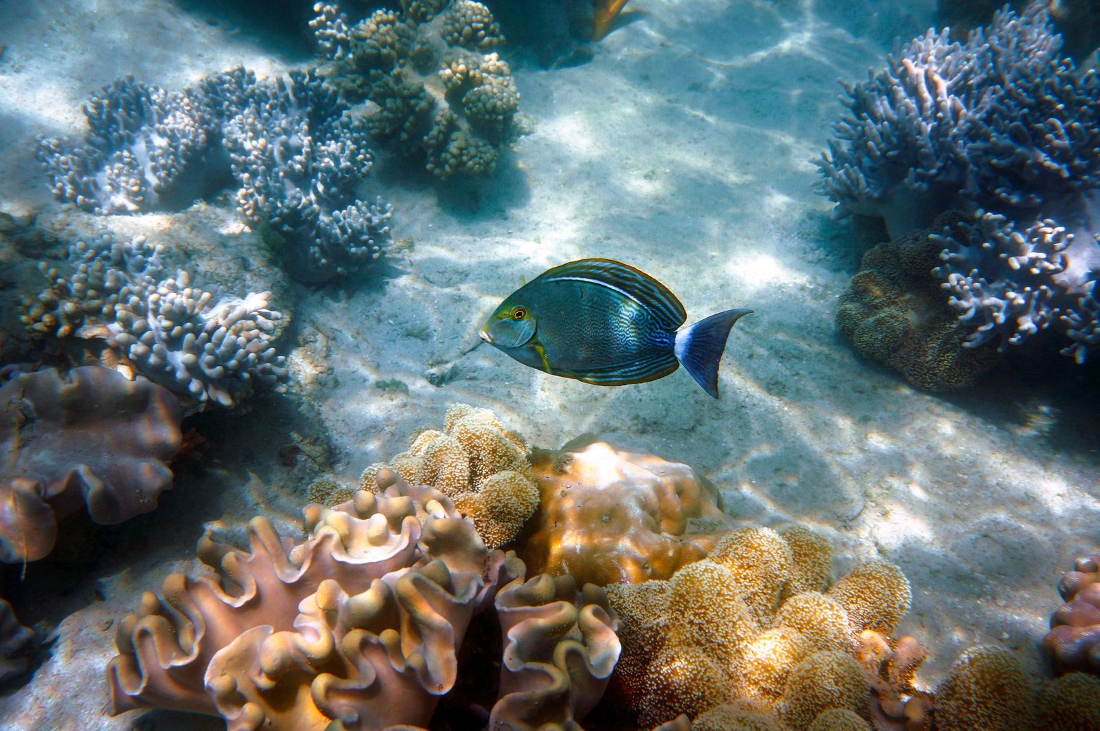 A surgeonfish over hard and soft corals in shallow water