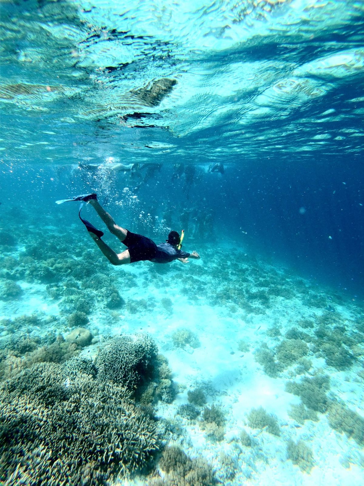 A snorkeller diving down over a shallow coral reef