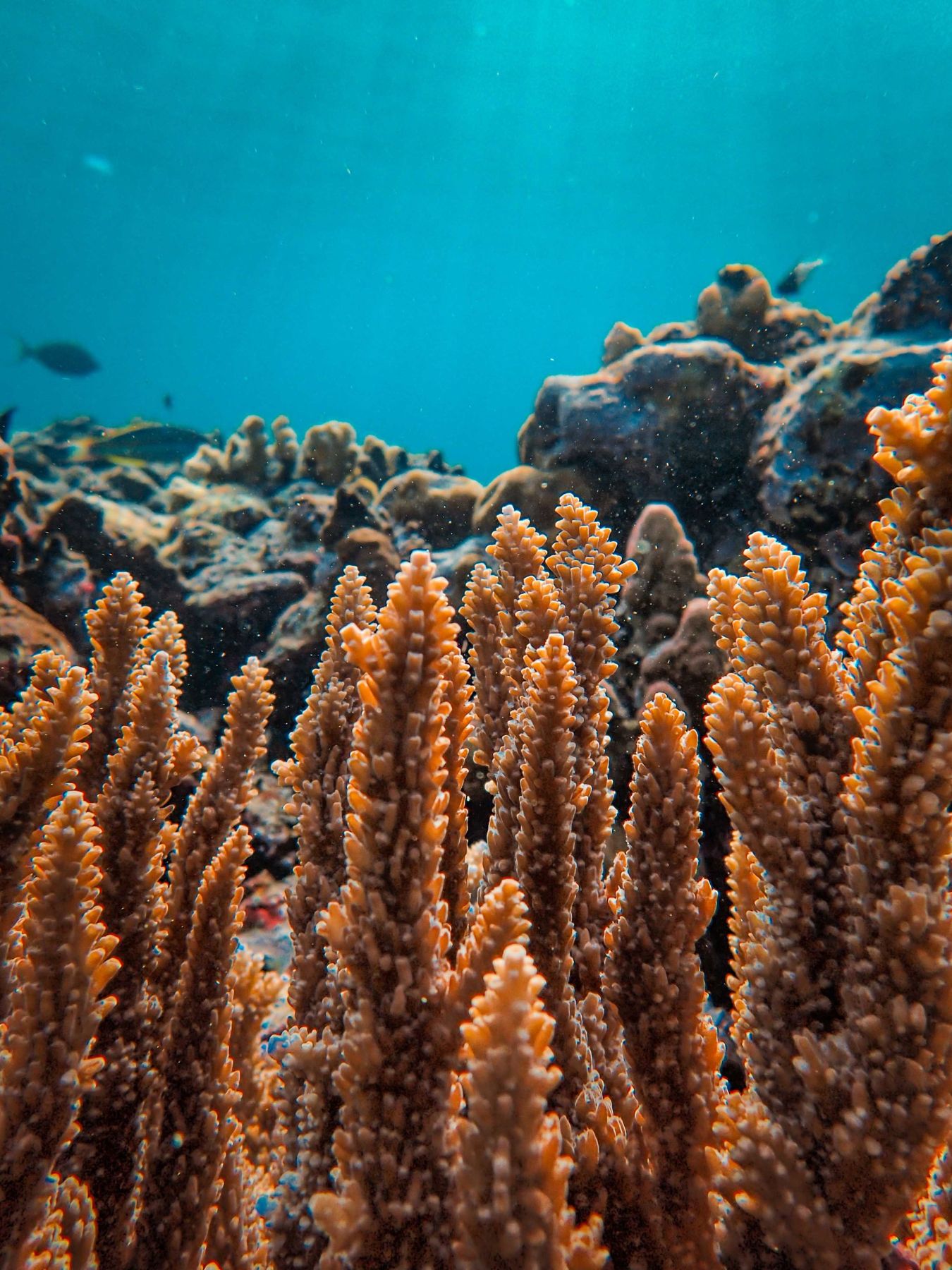 Branching staghorn corals growing on a sunlit reef