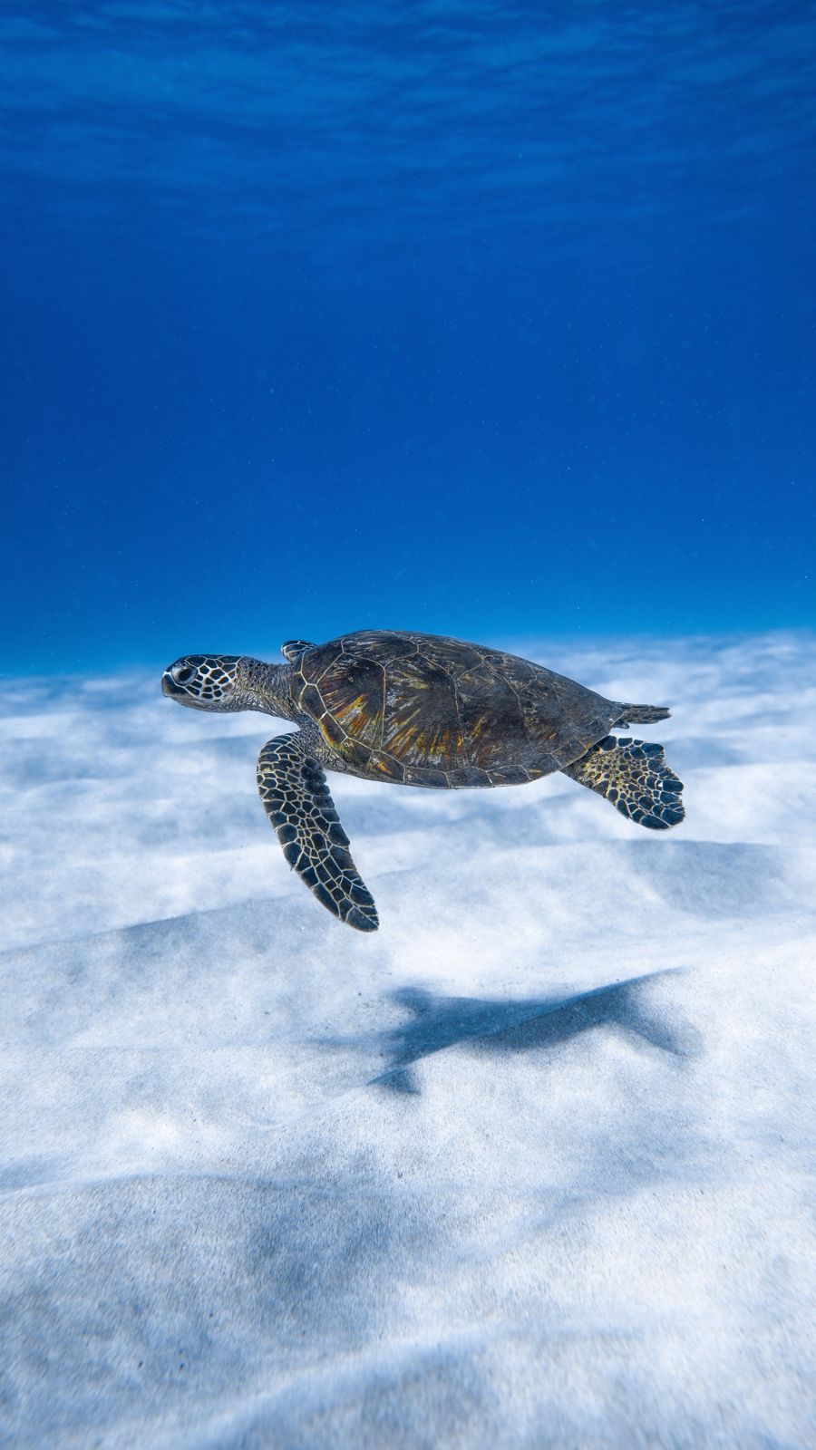 A sea turtle swimming above a sandy bottom