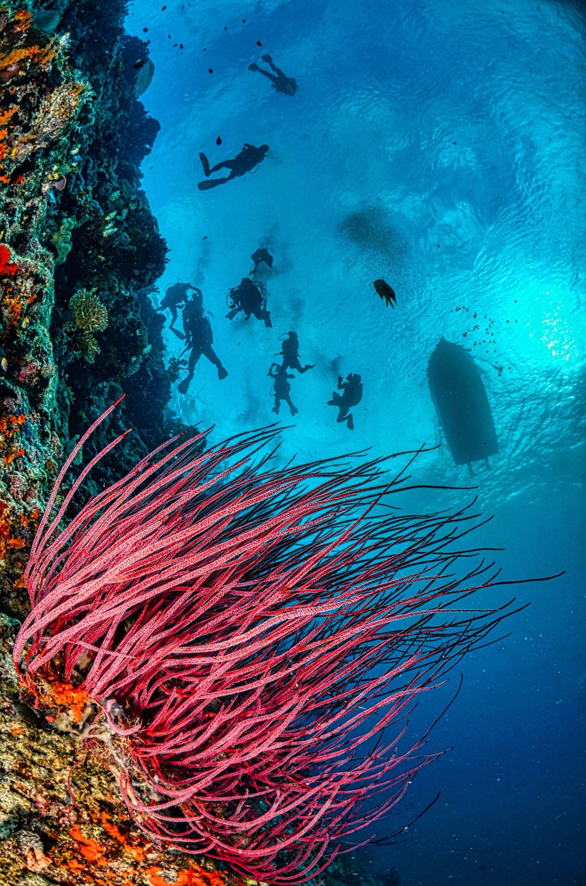 Divers on a reef wall above red sea whips