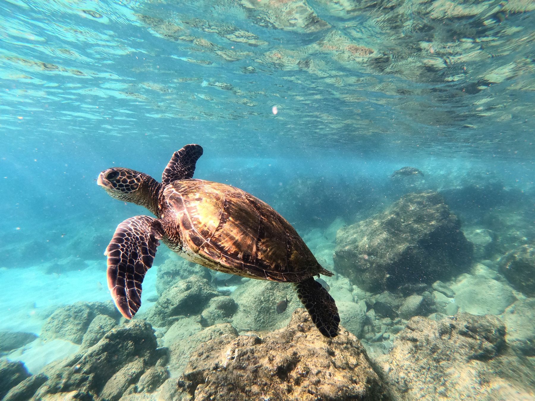 A green sea turtle swimming over a reef