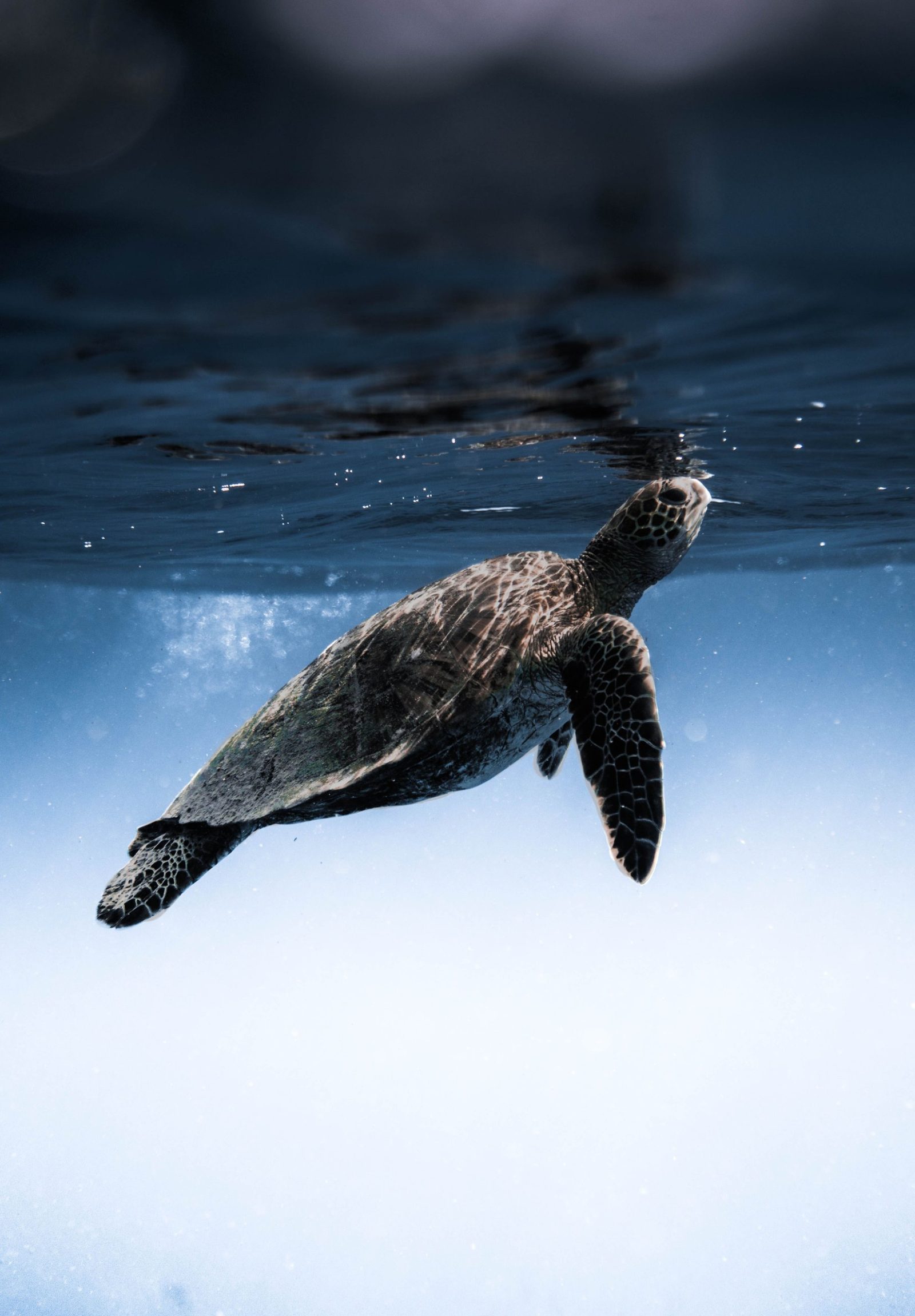 A green sea turtle swimming just below the surface in clear blue water