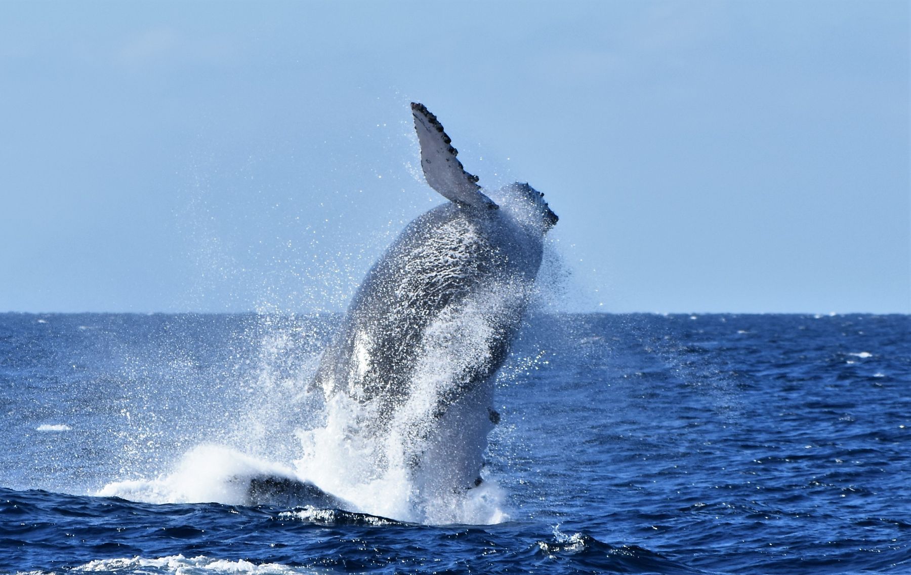A humpback whale breaching