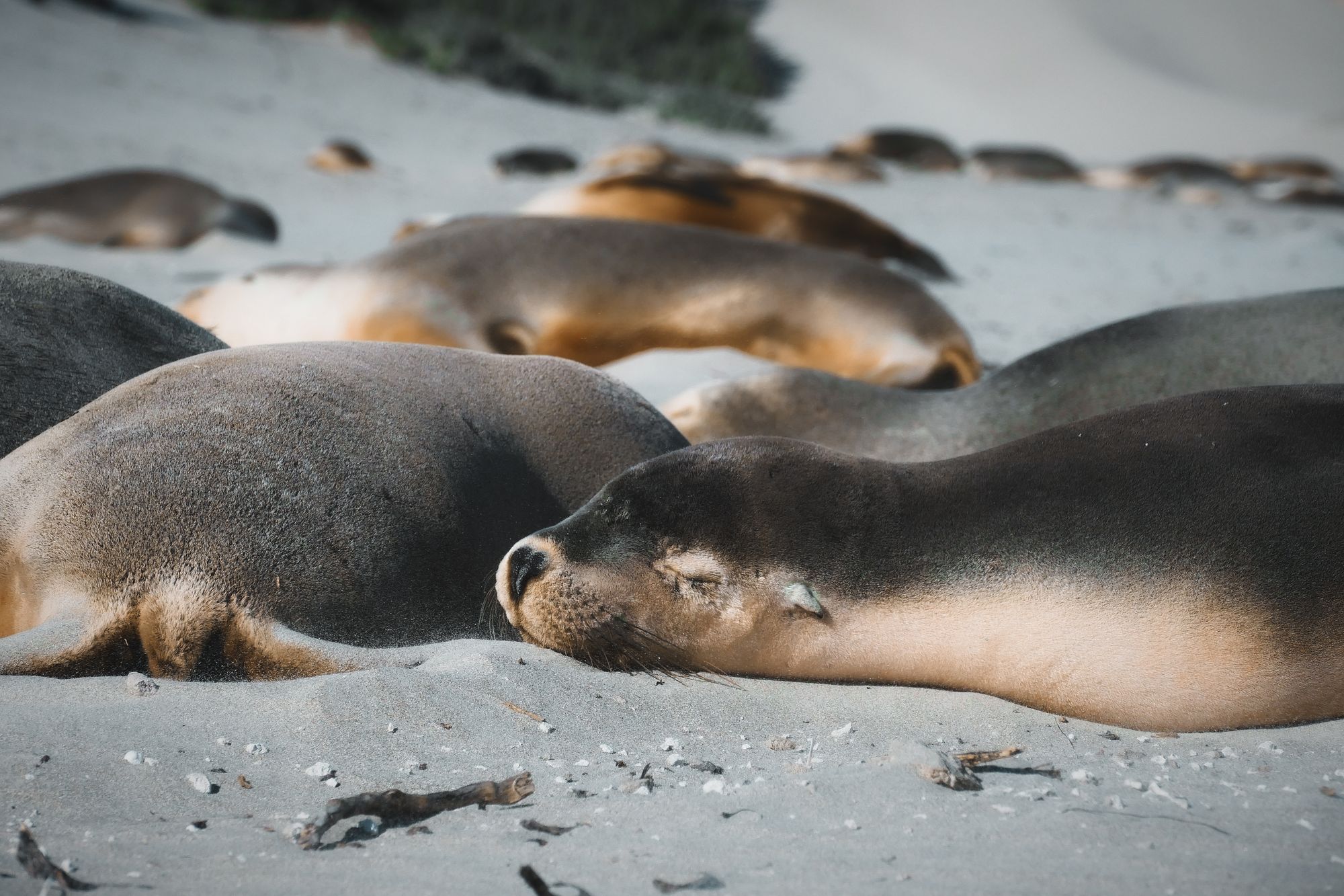 Australian sea lions resting on the sand on Kangaroo Island