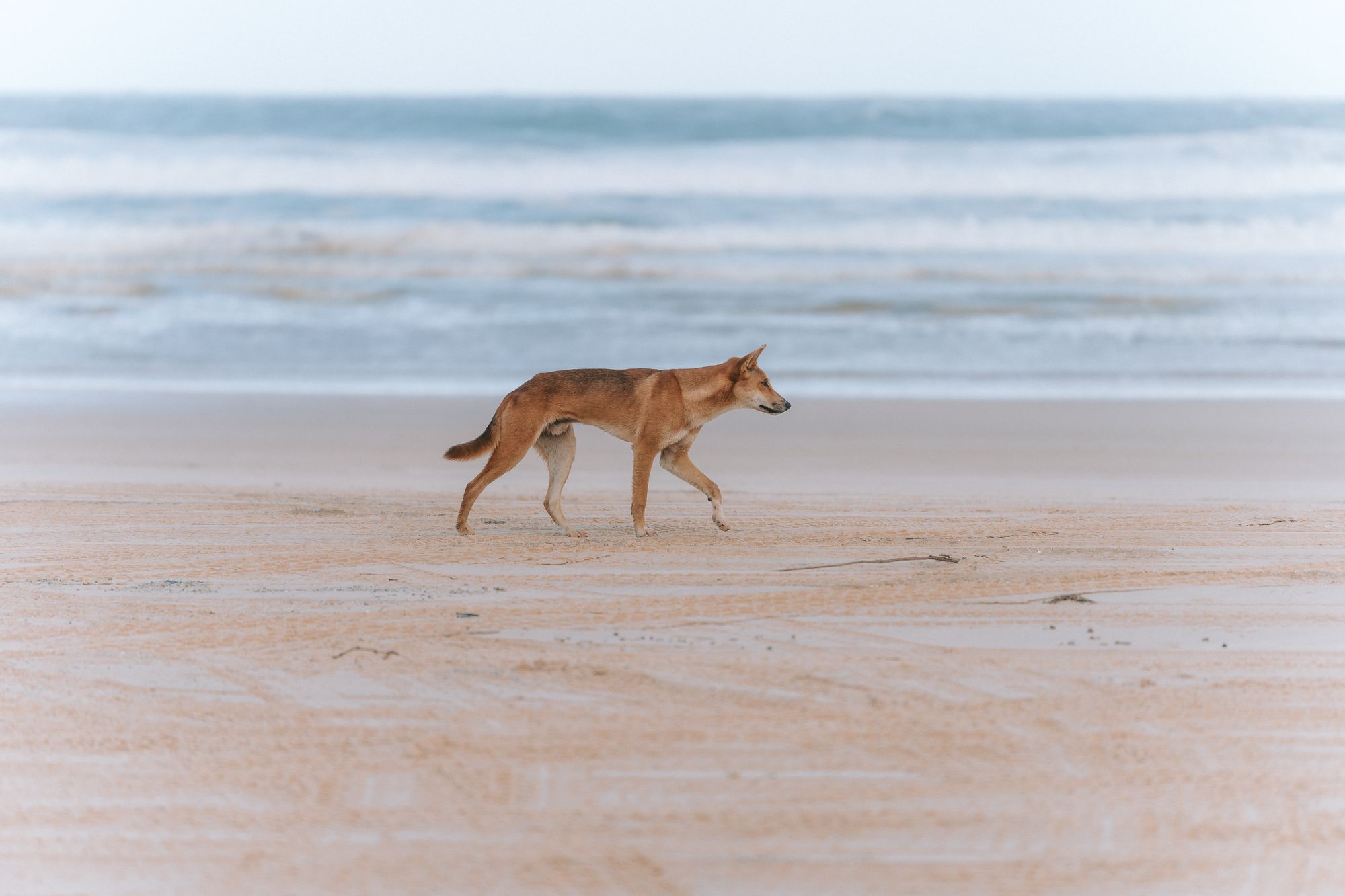 A wongari (dingo) walking along the beach on K'gari