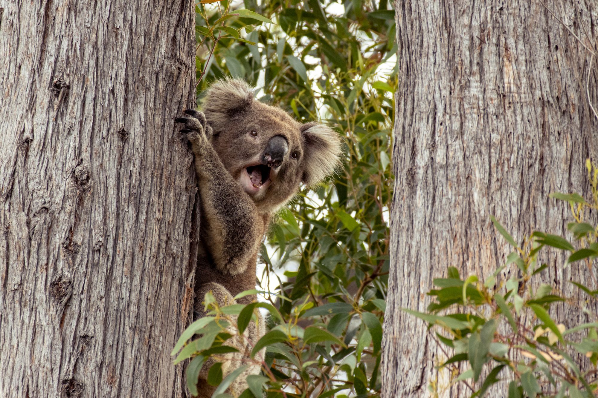 A koala climbing between eucalyptus trunks