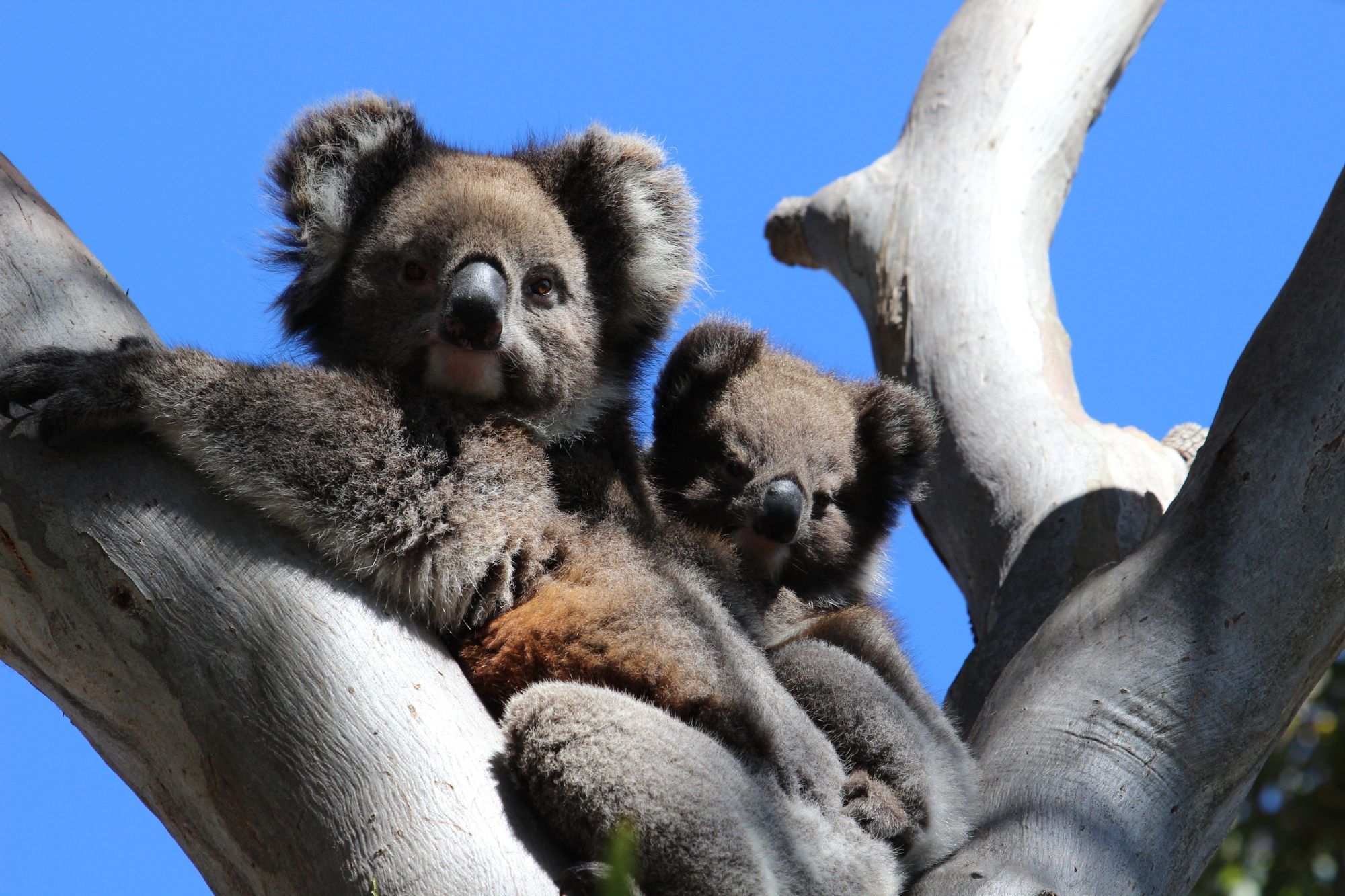 Two koalas in the fork of a gum tree