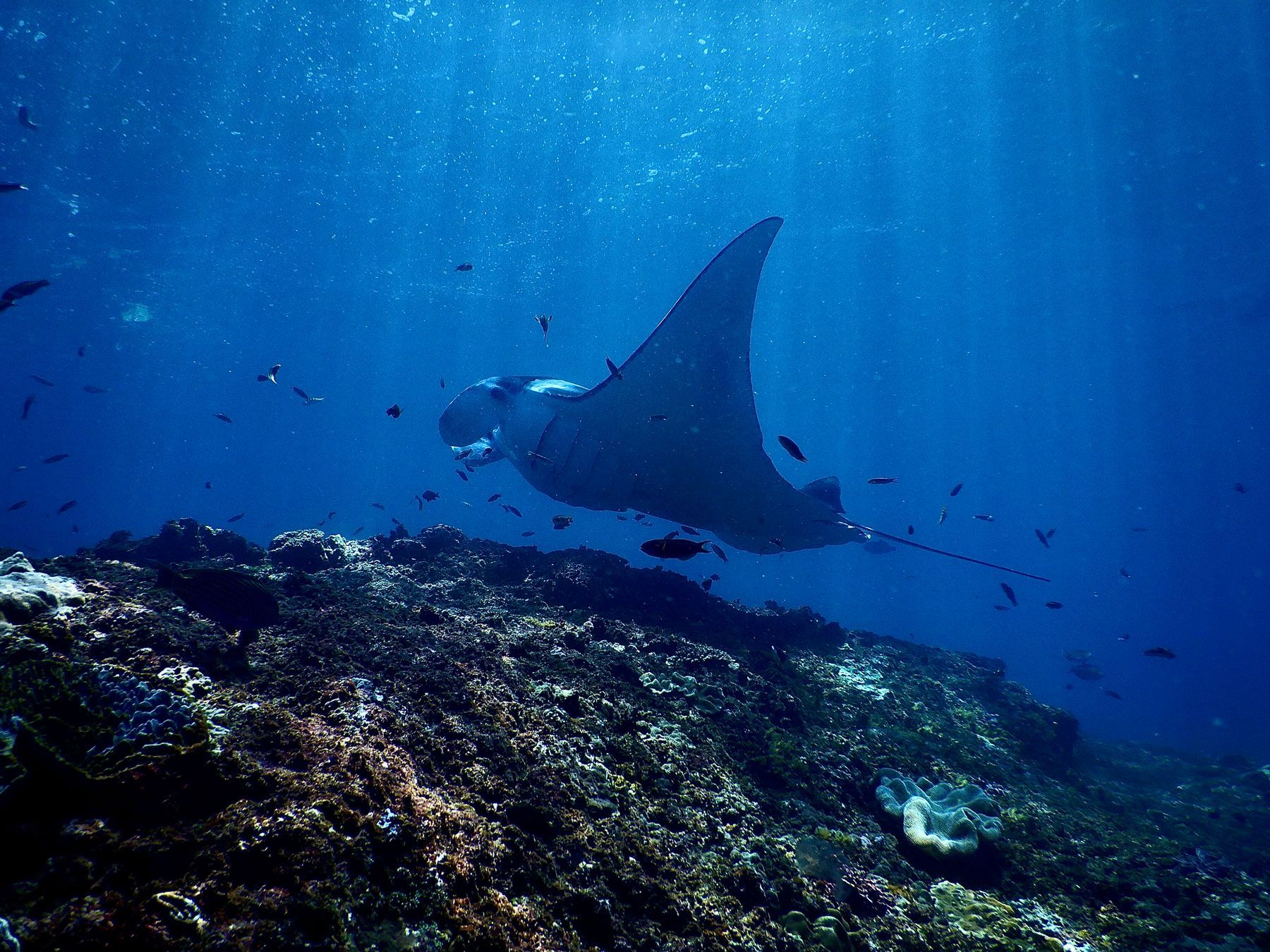 A manta ray swimming above a reef