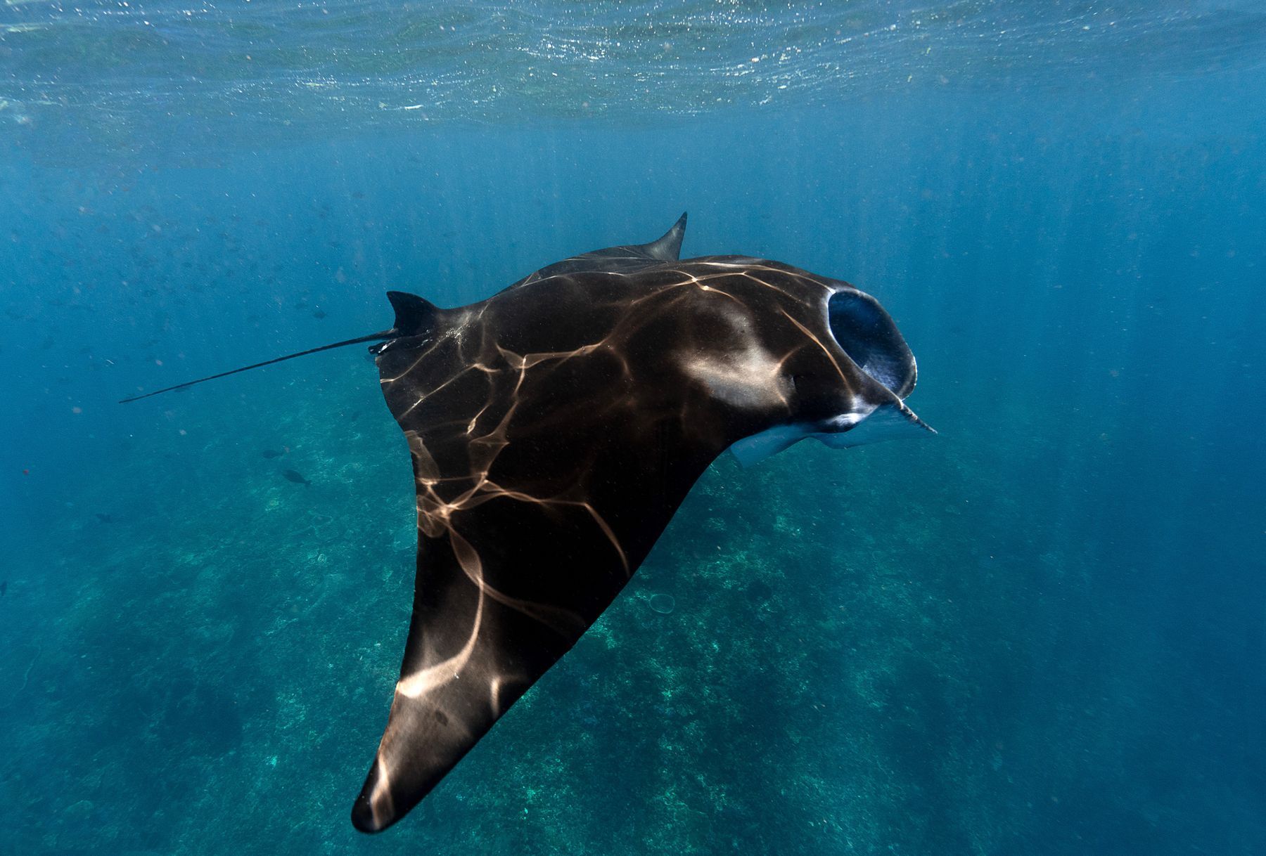 A manta ray gliding through clear water