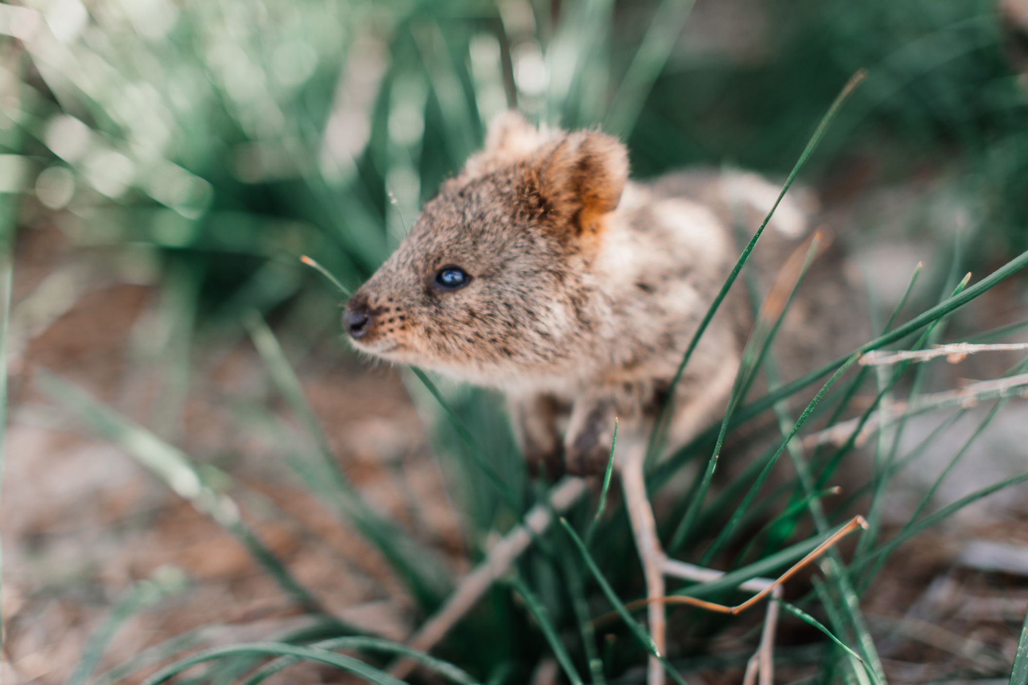 A quokka in the grass