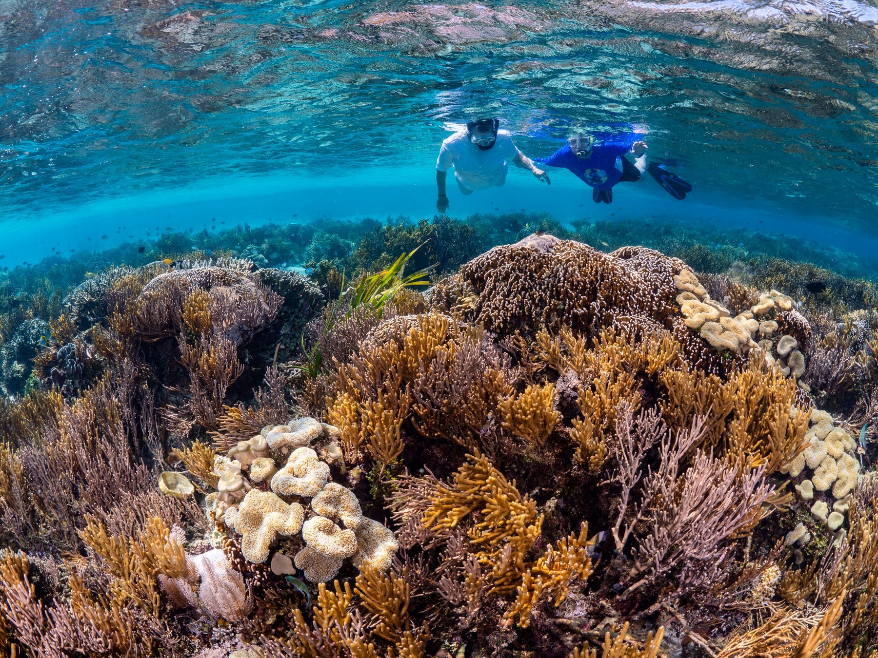 Two snorkellers over a colourful coral reef