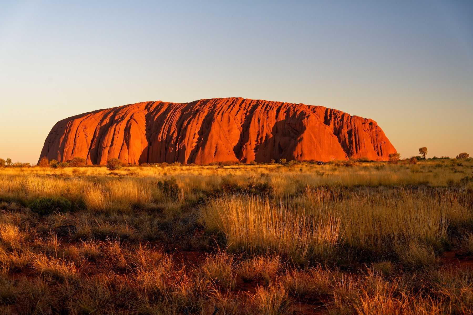 Uluru glowing at sunrise above the spinifex