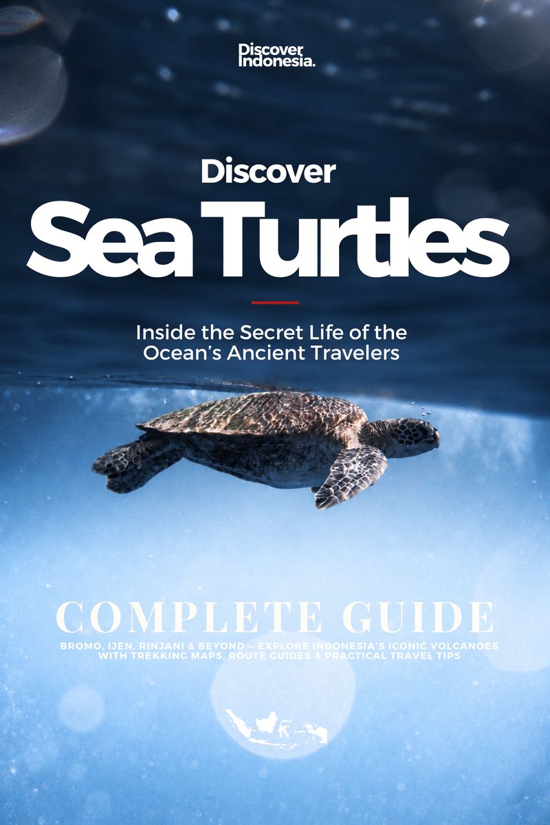 Discover Sea Turtles cover