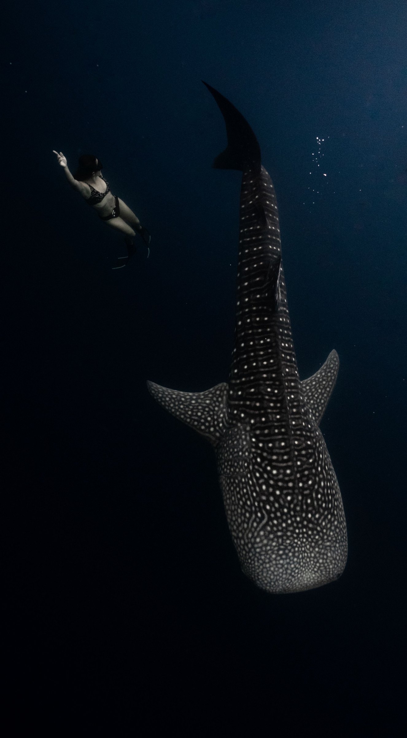 A whale shark swimming in open blue water